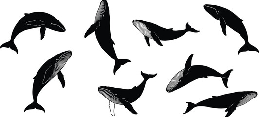 humpback whale silhouettes isolated on white background, elegant marine animal vector illustration for ocean wildlife, nature, aquatic life, and conservation design © Hasem Creative
