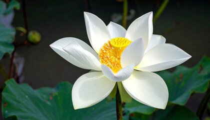 Beautiful White Lotus Flower in Pond.