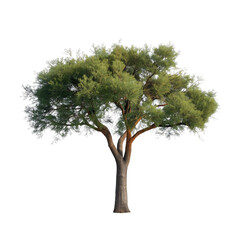Striking evergreen tree with lush green foliage, perfect for adding natural beauty to designs or conveying a sense of enduring strength and serenity in visual projects