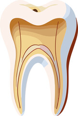 ChatGPT сказал:

A detailed vector illustration of a human tooth cross-section showing enamel, dentin, pulp, and root canal structure, ideal for dental education, infographics, or anatomy visuals