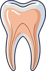 A detailed vector illustration of a human tooth cross-section showing enamel, dentin, pulp, and root canal structure, ideal for dental education, infographics, or anatomy visuals.