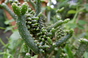 Vibrant green cactus succulent plant thrives in garden outdoor setting. Its unique botany and flora feature textured, spiny surface, showcasing resilience of nature