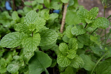 Lush green mint leaves grow fresh and healthy in natural organic garden. vibrant plant offers refreshing aroma, perfect for culinary and wellness creations © ATime7Day