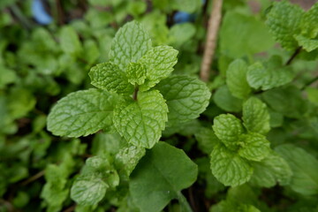 Vibrant green mint plant with fresh aromatic leaves growing in natural garden. Healthy organic herb offers refreshing culinary experience, symbolizing purity and serene growth outdoors © ATime7Day