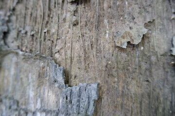 Close up of natural wood texture displays deeply weathered bark surface. Aged material shows rough, peeling patterns, organic details grey brown palette, forming rustic, distressed background