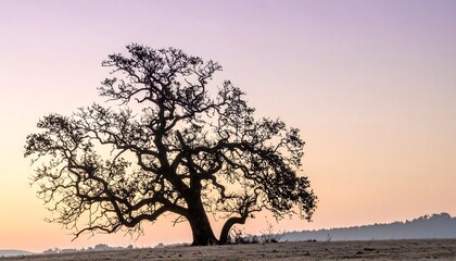 Obraz premium Solitary Tree Silhouette at Sunset Landscape.