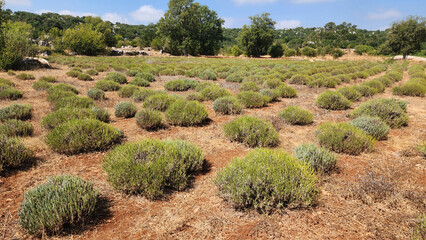 Even in autumn, a lavender field, its flowers harvested, is a sight to behold within the Mediterranean macchia, still fragrant and beautiful