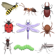 Insect collection: beetle, ladybug, mosquito, bee, spider, dragonfly, caterpillar, ant, fly, isolated on a white background.Vector set .