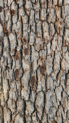 Naklejka premium The bark texture of an old oak tree for design work backgrounds