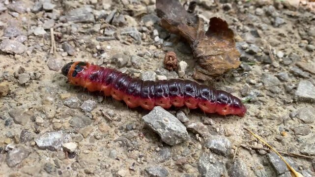 Goat Moth Caterpillar, Cossus cossus, Crawling on the Ground in Macro Close-Ups