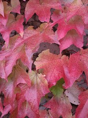 Red maple leaves closeup in fall