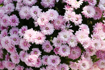  Beautiful cluster of pink chrysanthemums blooming in sunlight. Soft petals and natural texture create a gentle floral background. Perfect for spring, garden, or romantic nature concepts. 