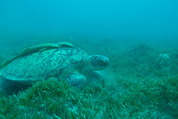 A big Sea Turtle in a grassy underwater area. Plenty of silt in the blue water. Green sea turtle, Chelonia mydas. Red sea, Egypt