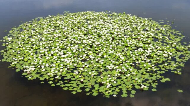 Floating Watermeal - A Dense Mat of Tiny Aquatic Plants in a Pond.