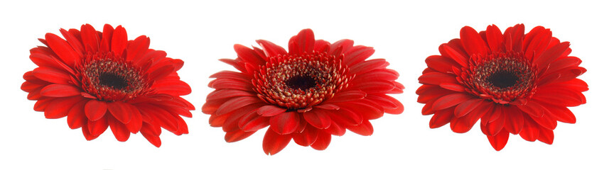 Red gerbera flowers isolated on white, set