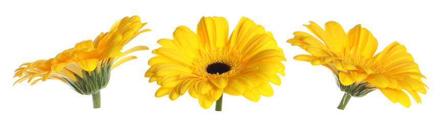 Yellow gerbera flowers isolated on white, set
