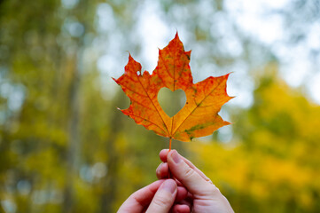 Hands holding autumn maple leaf with heart cutout on blurred yellow foliage background