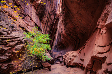 Autumn Trees in Singing Canyon Slot Canyon, Grand Staircase Escalante National Monument, Utah