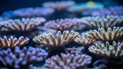 Underwater Symphony: Close-Up of Colorful Reef Corals