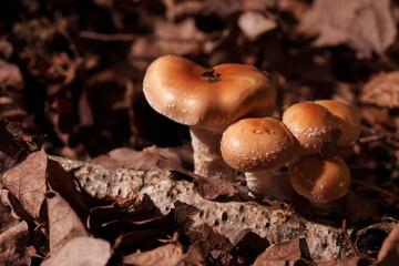 Fox mushrooms from the middle of an autumn leaf. Armillaria ostoyae.