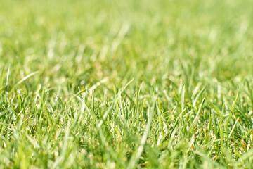 Fresh green grass close-up with sunlight on a spring day in a lush garden landscape.