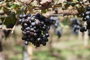 Among the Vines: The Charm of a Grape Plantation