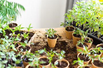 Bright green tomato and pepper seedlings are carefully pricked out from plastic trays and transferred into eco-friendly peat pots on a wooden table in an indoor garden