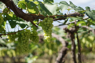 Among the Vines: The Charm of a Grape Plantation