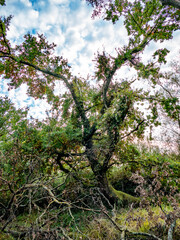 Verwildertes Waldgrundstück