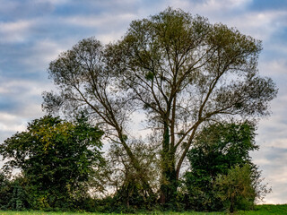 Misteln auf einem Baum