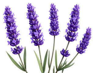 Obraz premium Lavender flowers isolated on transparent background 