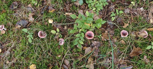 Lilafarbener Lacktrichtering