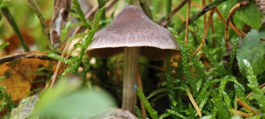 Kleiner Waldpilz im Moos