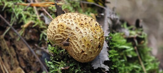 Bovist