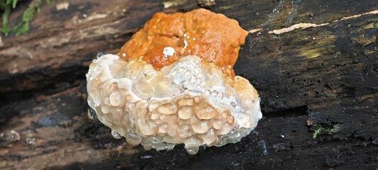 Rotrandiger Baumschwamm