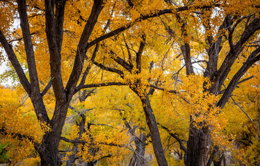 Autumn Leaves, Capitol Reef National Park, Utah