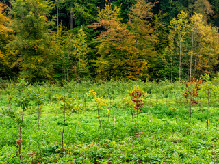 Wiederaufforstung im herbstlichen Mischwald