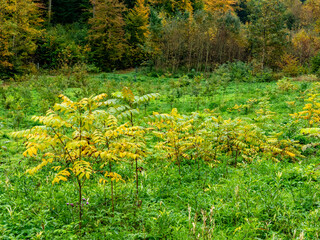 Wiederaufforstung im herbstlichen Mischwald