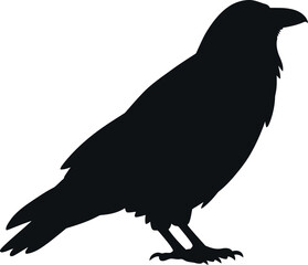 Silhouette of a crow bird standing side profile isolated vector