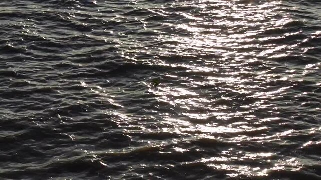Golden reflection of sunlight on the waves of a river as seen from a moving ship at sunset.