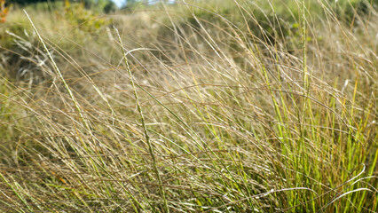 grass in the wind