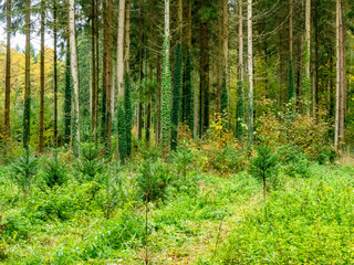 Obraz premium Wiederaufforstung im herbstlichen Mischwald