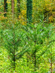 Fototapeta premium Wiederaufforstung im herbstlichen Mischwald