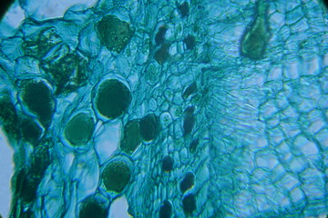 Zdjęcie mikroskopowe. Komórki roślinne. Powiększenie 400x. © Rafa