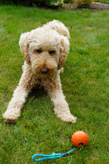 buddy the best friend