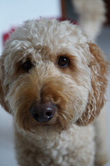 buddy the best friend