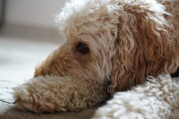 buddy the best friend