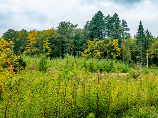 Wiederaufforstung im herbstlichen Mischwald