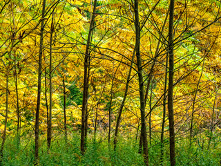Wiederaufforstung im herbstlichen Mischwald