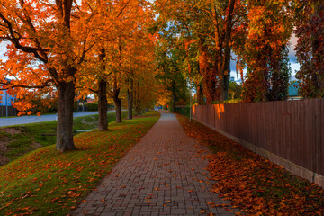 Autumn forest path. Orange color tree, red brown maple leaves in fall city park. Nature scene in...